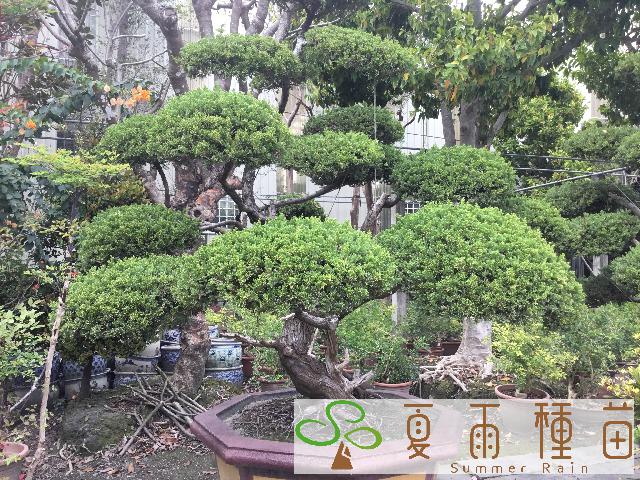 夏雨種苗—真柏