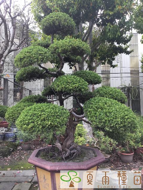 夏雨種苗—真柏