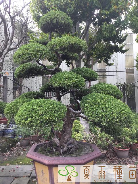 夏雨種苗—真柏