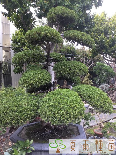 夏雨種苗—真柏