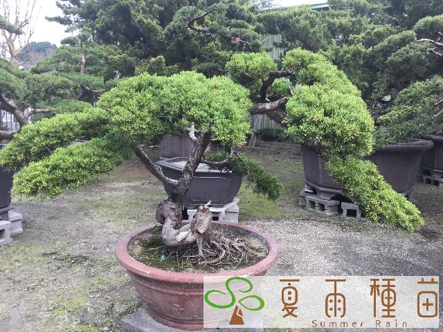 夏雨種苗—真柏