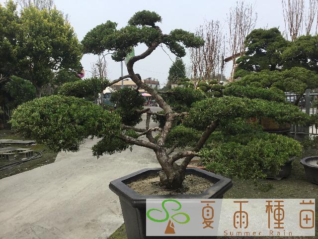 夏雨種苗—真柏