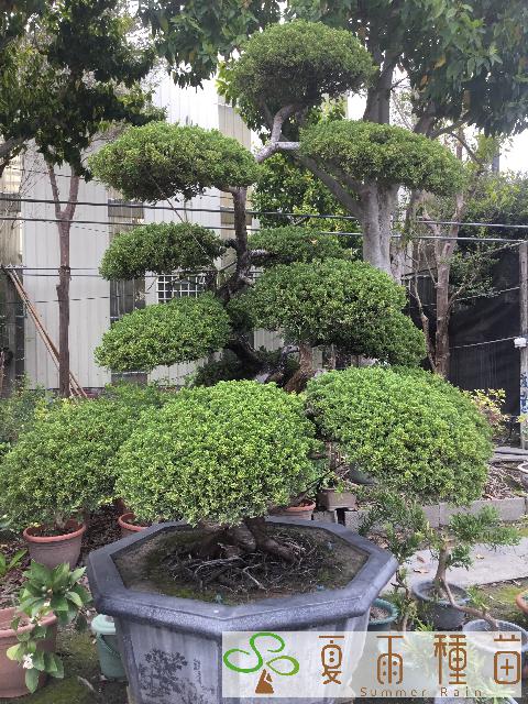 夏雨種苗—真柏