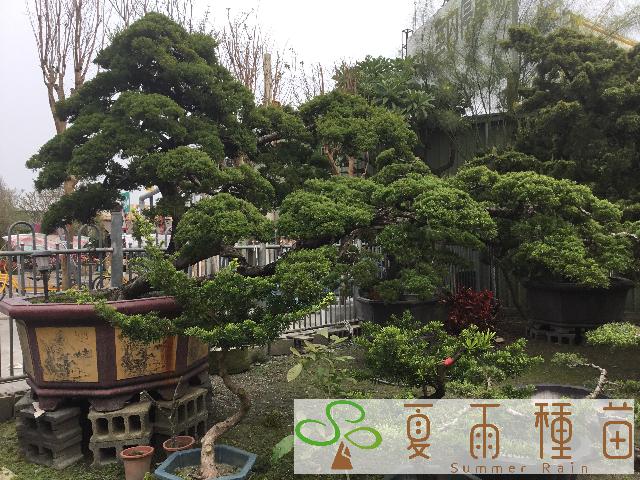 夏雨種苗—真柏