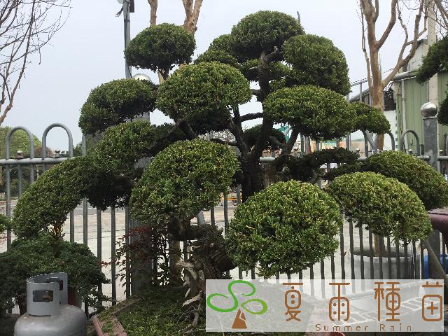 夏雨種苗—真柏