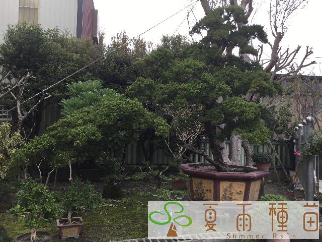 夏雨種苗—真柏